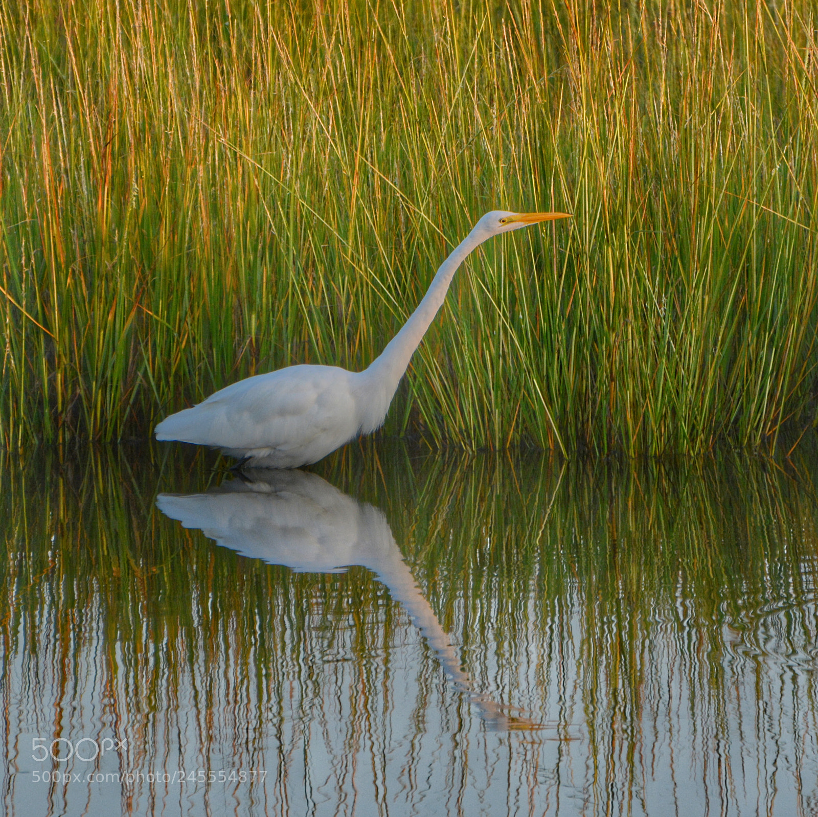 Nikon D5200 sample photo. The reflection photography