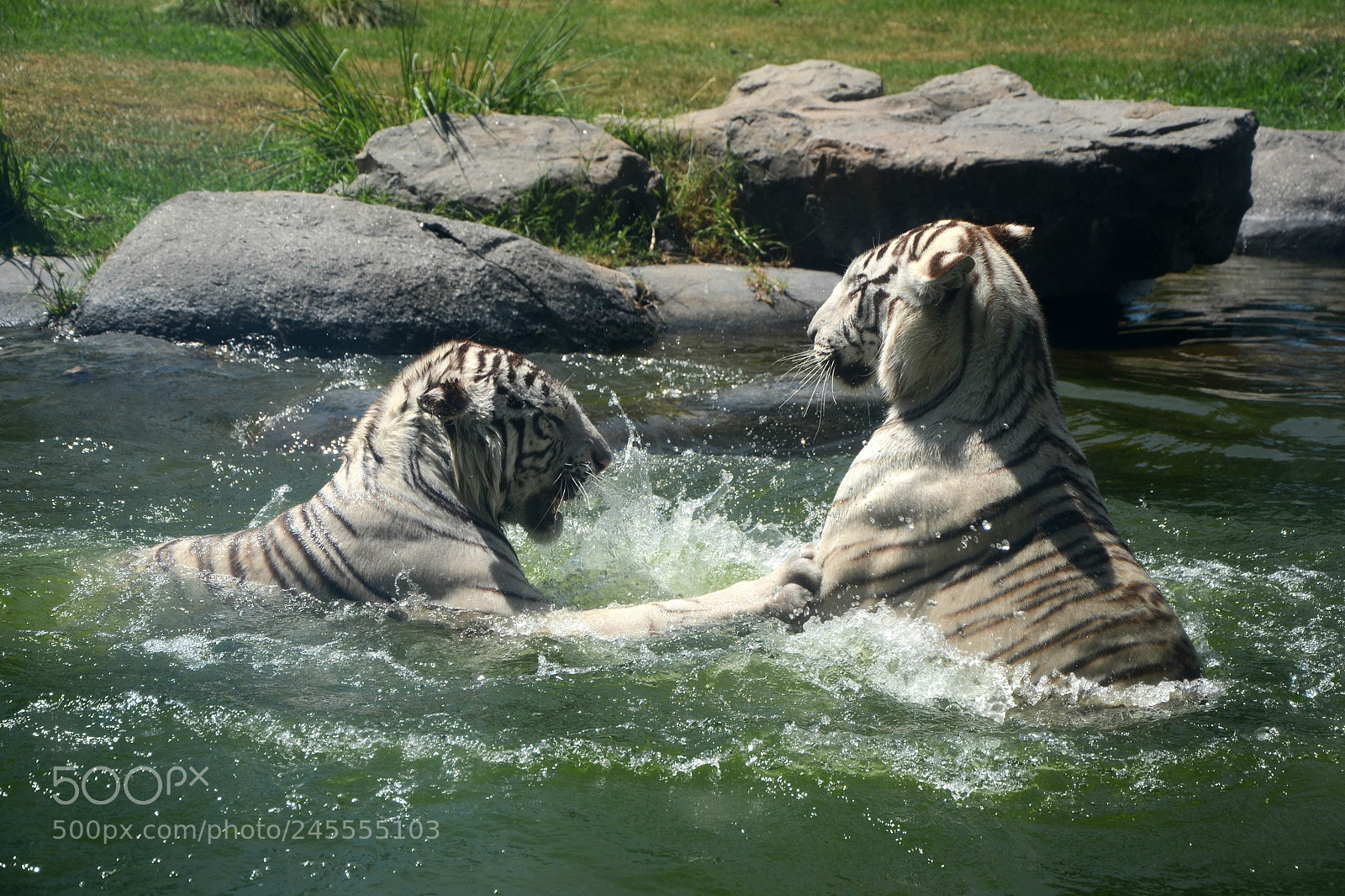 Nikon D3100 sample photo. Untitled photography