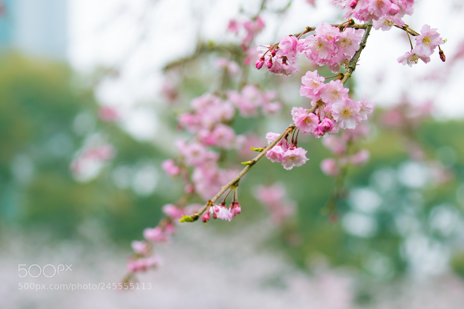 Canon EOS 7D Mark II sample photo. Spring, come quickly. photography