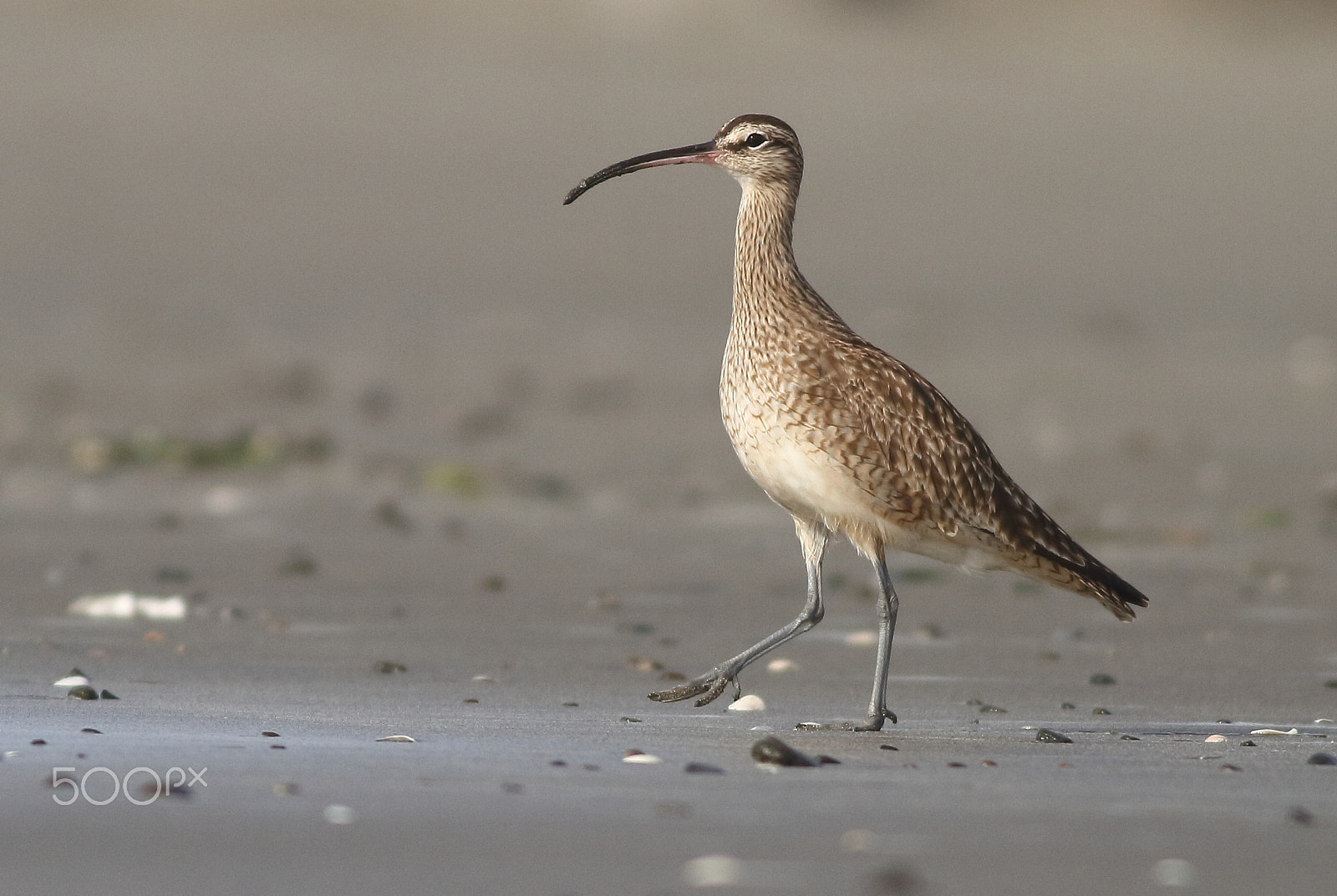 Canon EOS 7D + Canon EF 400mm F5.6L USM sample photo. Whimbrel photography