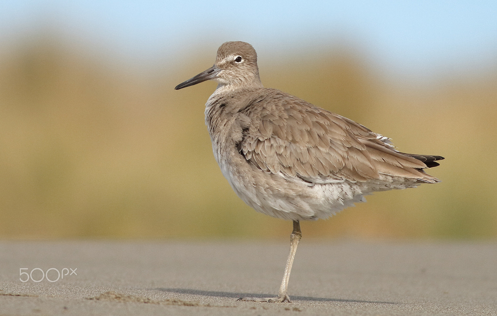Canon EOS 7D + Canon EF 400mm F5.6L USM sample photo. Willet photography