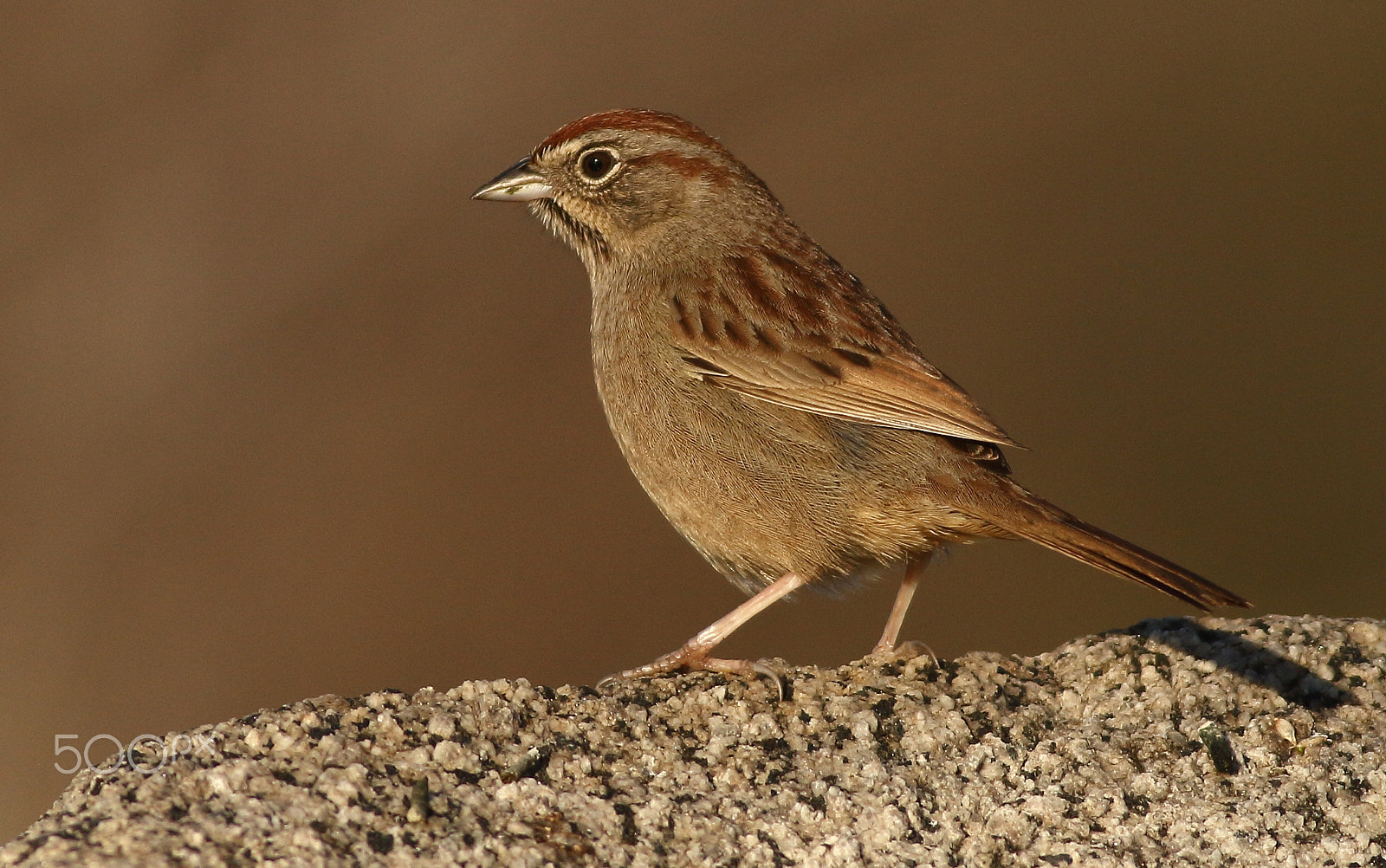 Canon EOS 7D + Canon EF 400mm F5.6L USM sample photo. Rufous-crowned sparrow photography