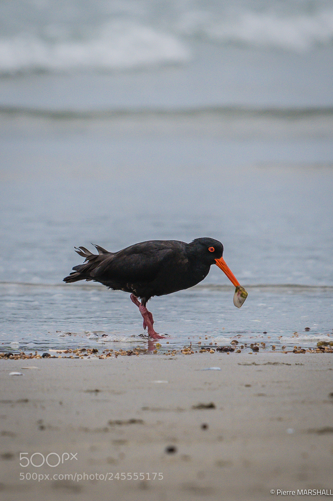 Nikon D850 sample photo. Black oystercatcher - torea photography