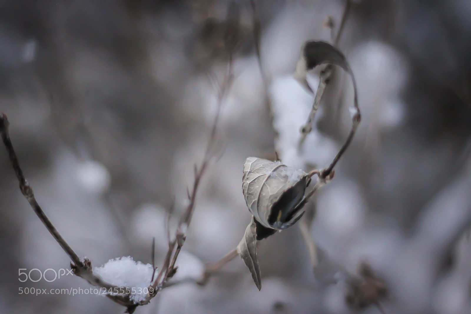 Canon EOS 1100D (EOS Rebel T3 / EOS Kiss X50) sample photo. Curl photography