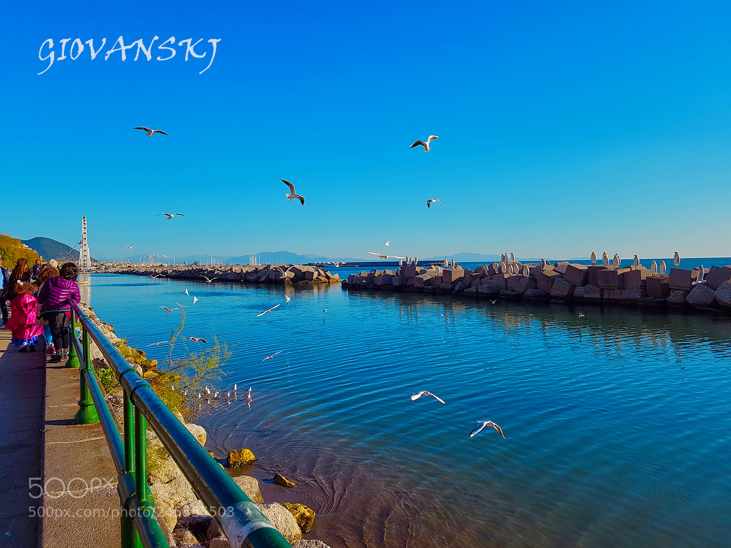 Samsung Galaxy S7 Edge sample photo. Gabbiani a salerno photography
