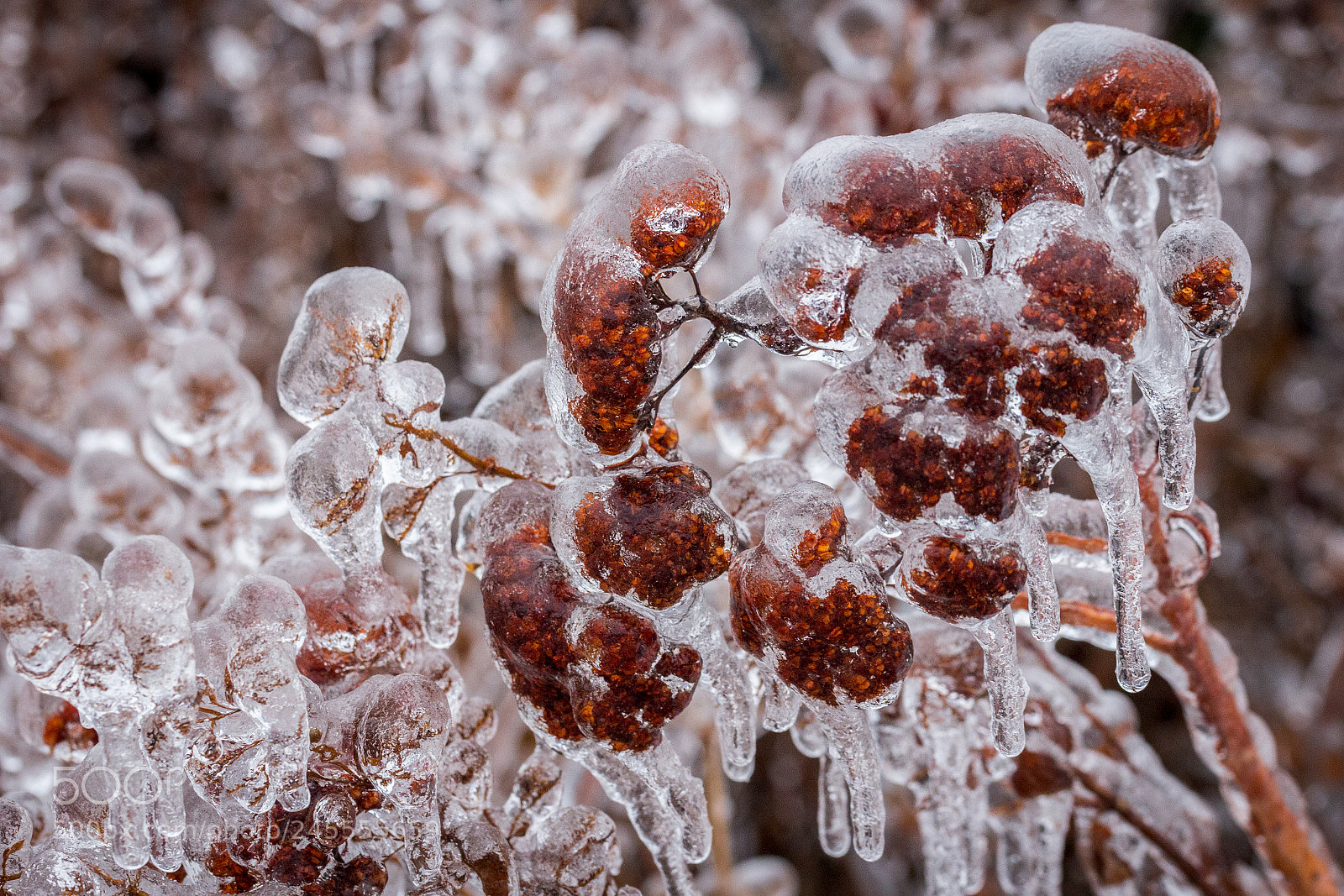 Canon EOS 60D sample photo. Frozen photography