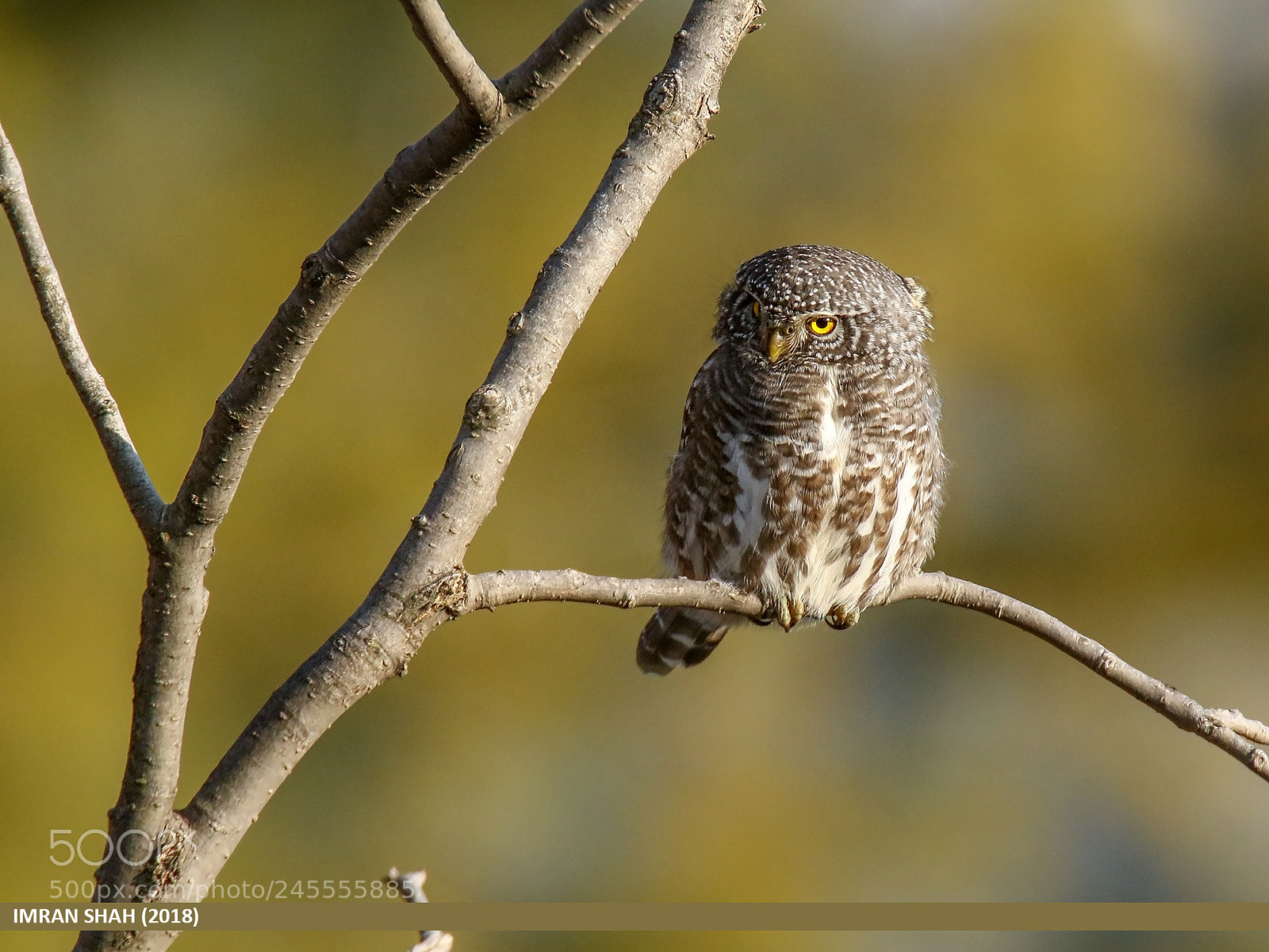 Canon EOS 7D Mark II sample photo. Collared owlet (glaucidium brodiei) photography