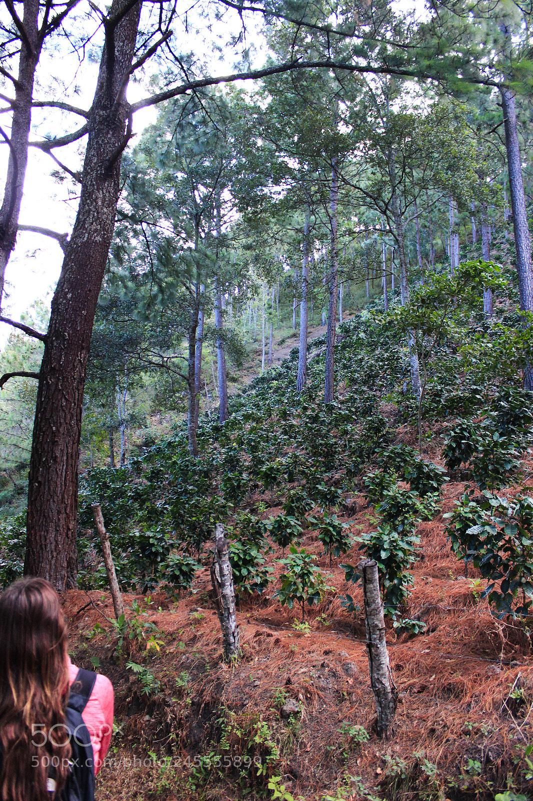 Canon EOS 600D (Rebel EOS T3i / EOS Kiss X5) sample photo. El manzano photography
