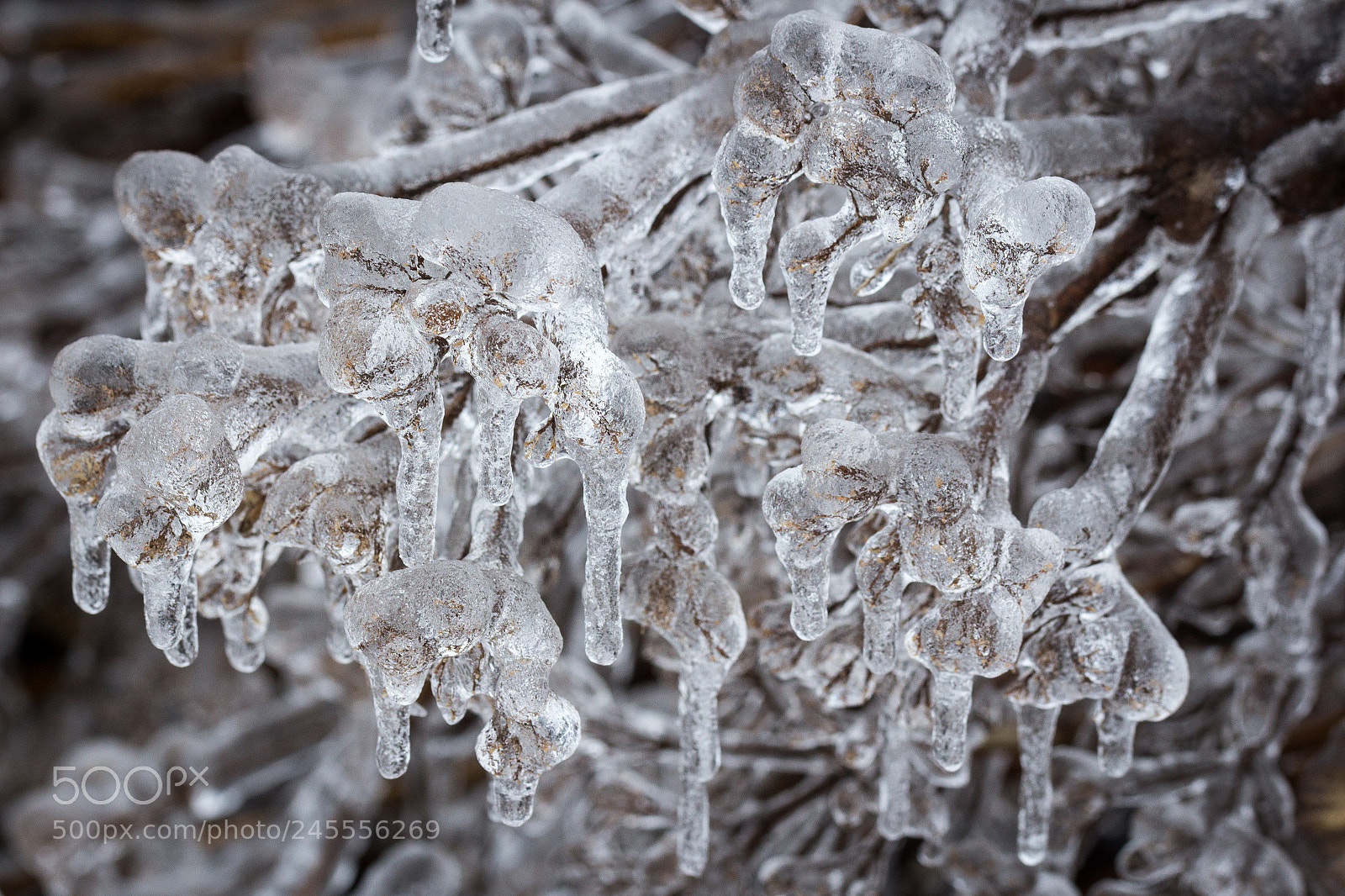 Canon EOS 60D sample photo. Frozen photography