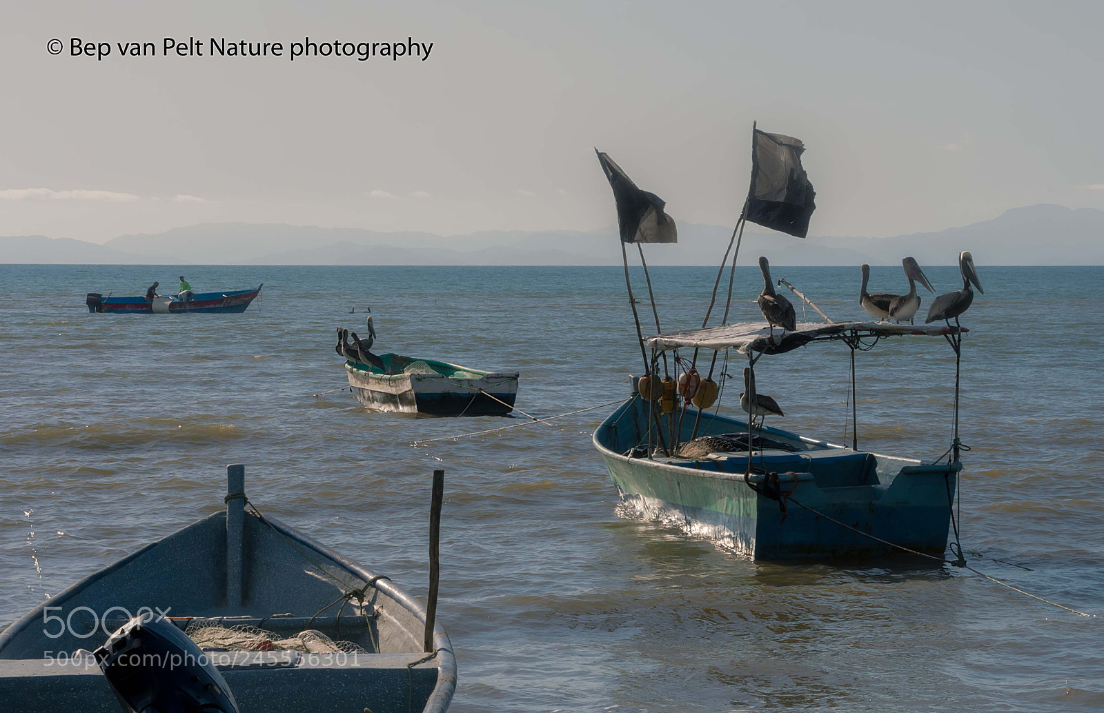 Nikon D500 sample photo. Brown pelicans waiting for photography