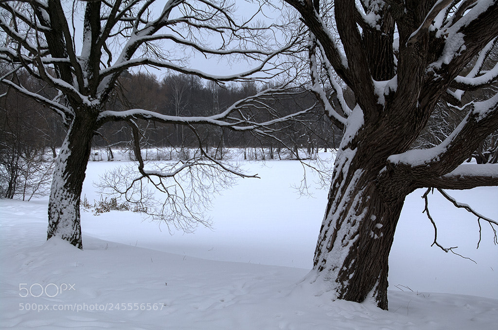 Pentax K-7 sample photo. Trees in park. photography
