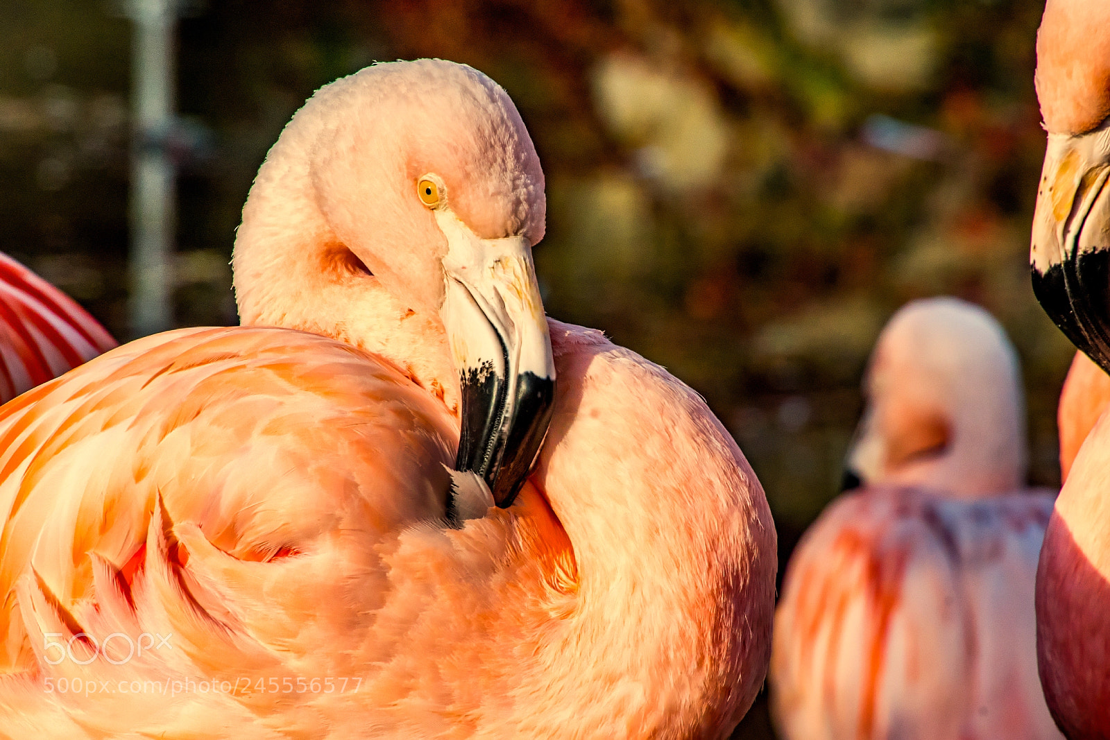 Sony a9 sample photo. Flamingo in tow photography