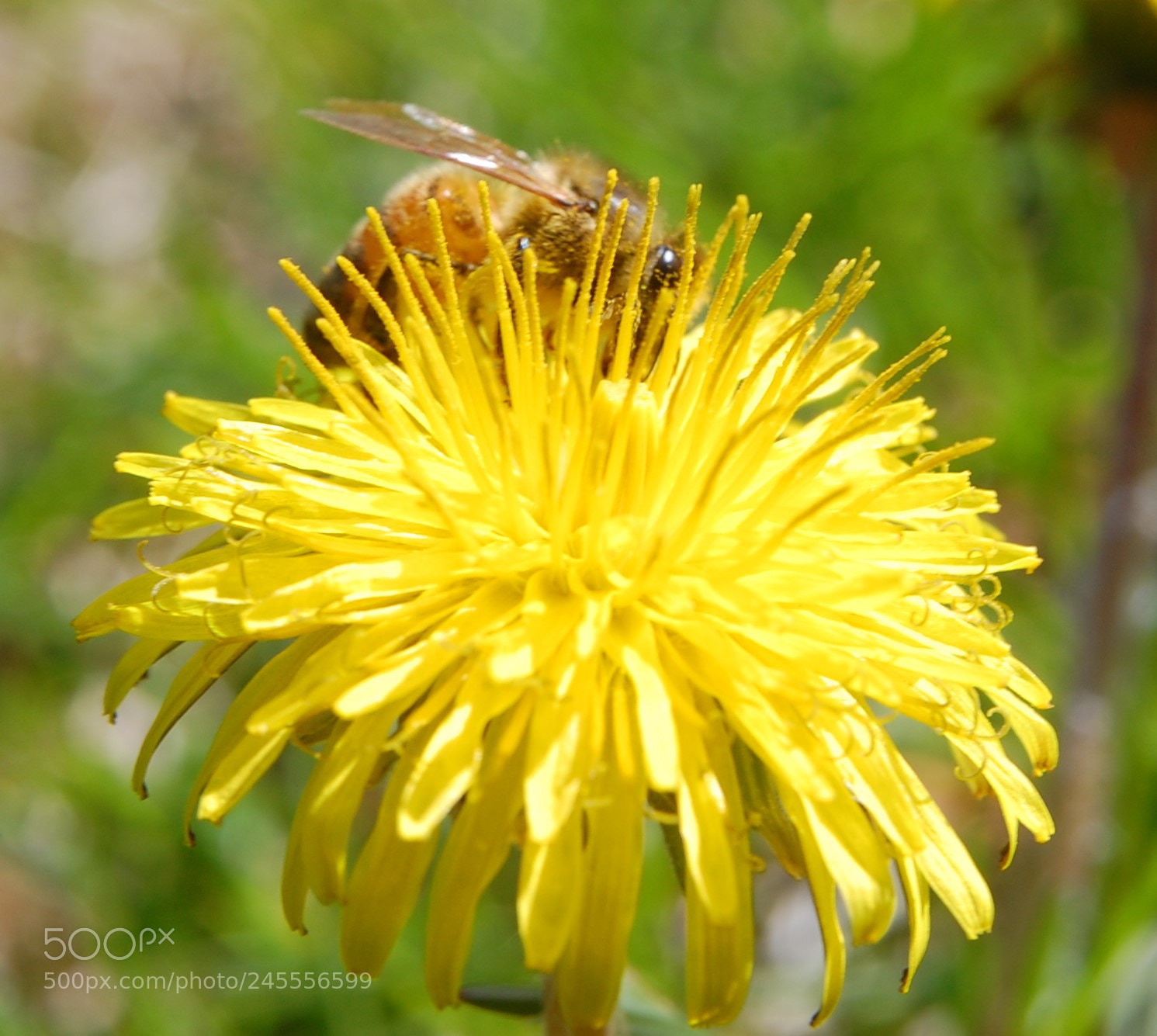 Nikon D40 sample photo. Pollination photography