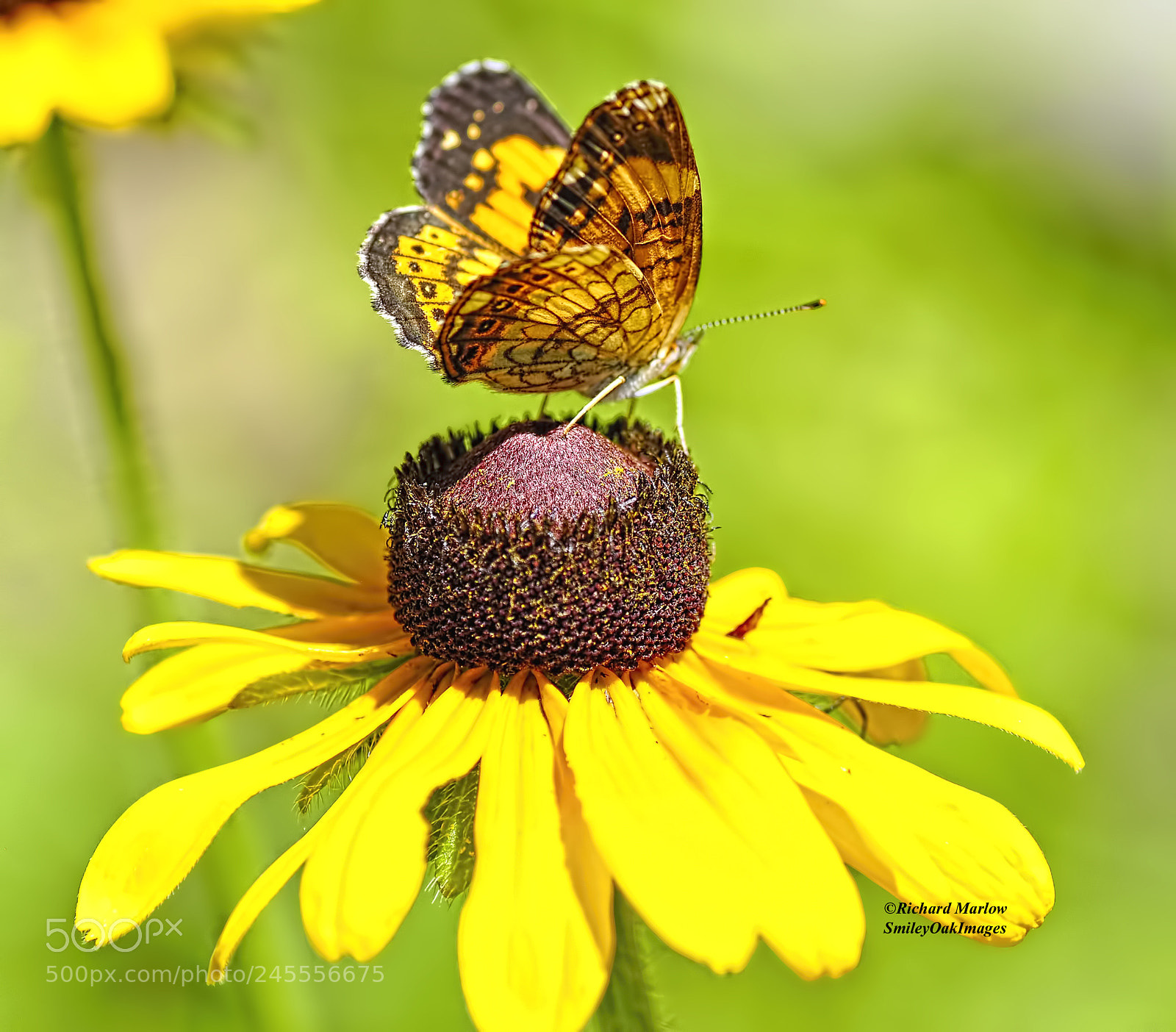 Nikon D5000 sample photo. Butterfly on flower photography