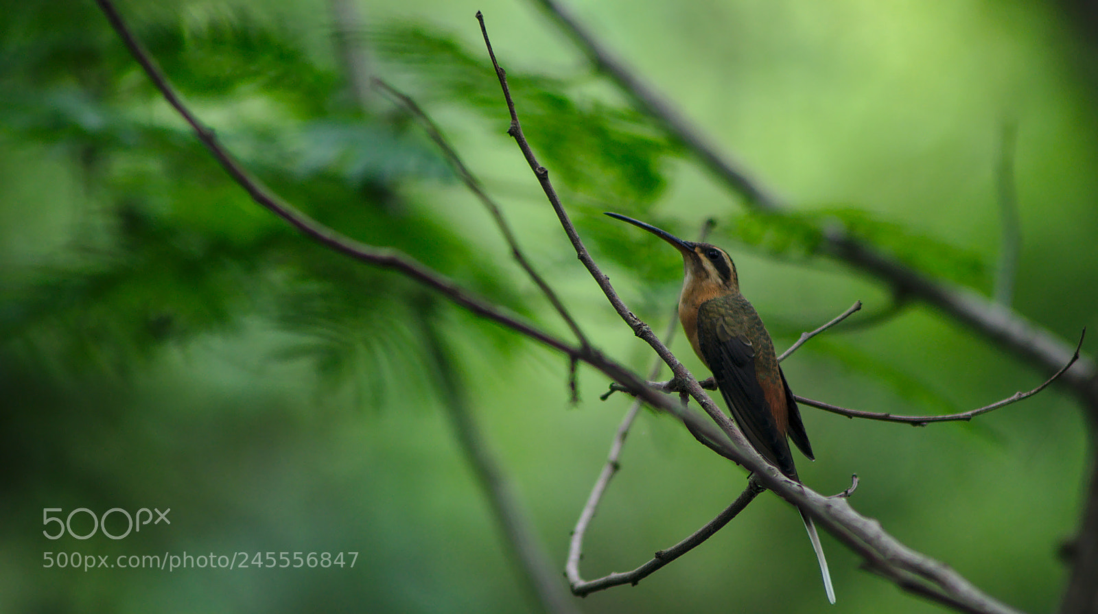 Nikon D90 sample photo. Phaethornis pretrei (rabo-branco-acanelado) photography