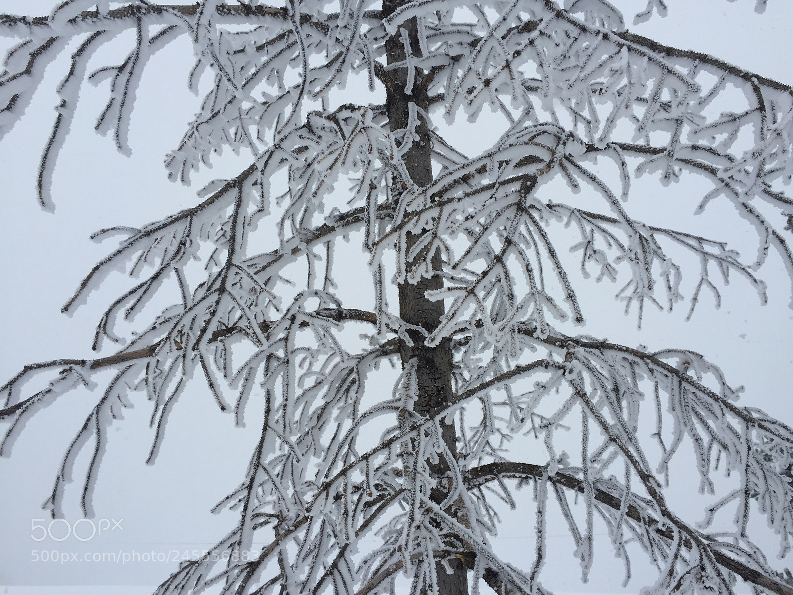 Apple iPhone 6 sample photo. Vail photography