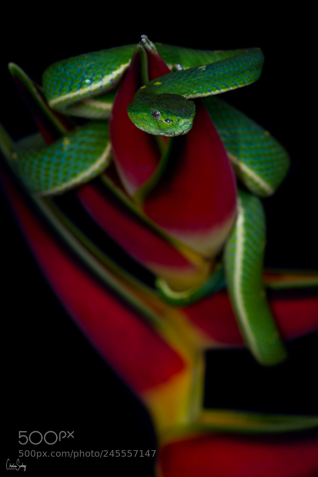 Nikon D4 sample photo. Green palm pitviper photography