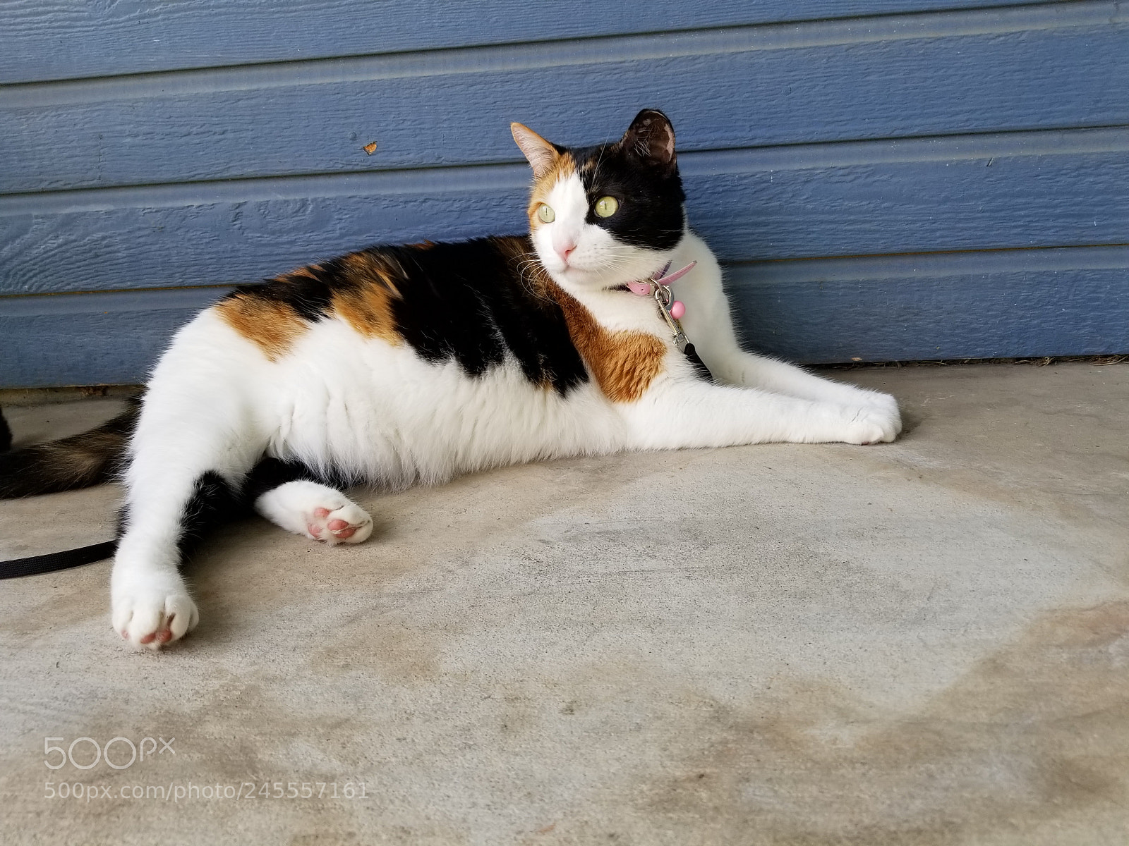 Samsung Galaxy S8+ sample photo. Relaxing photography