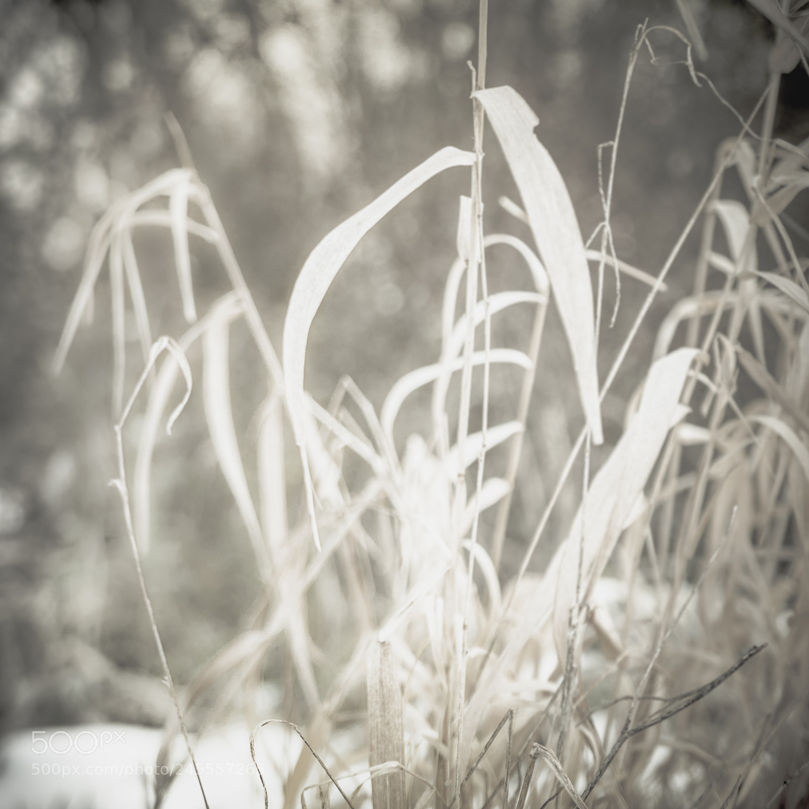 Panasonic Lumix DMC-LX100 sample photo. Grass in the winter photography