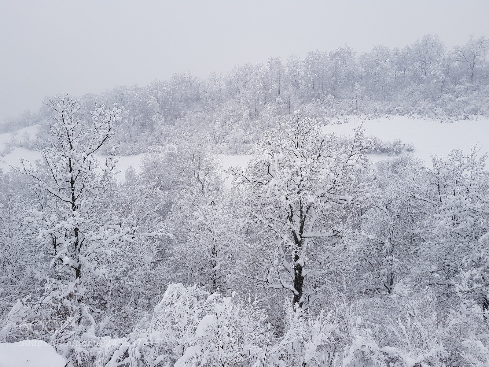 Samsung Galaxy S8+ sample photo. Winter photography