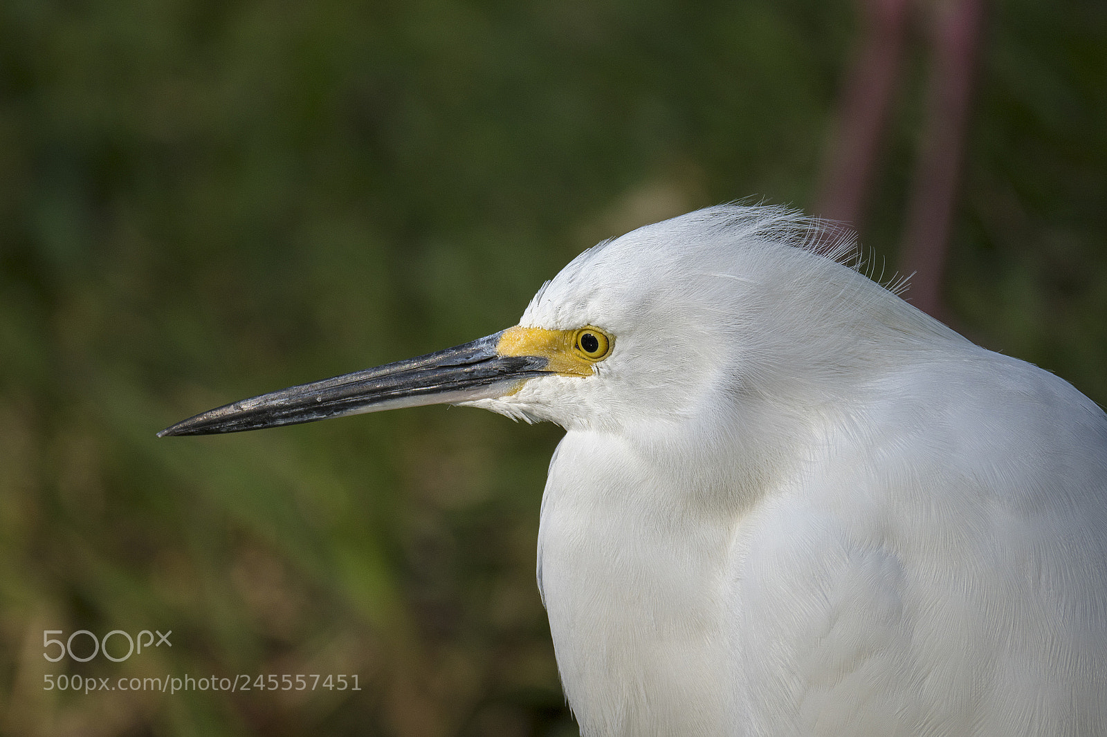 Olympus OM-D E-M1 Mark II sample photo. Snowy egret photography