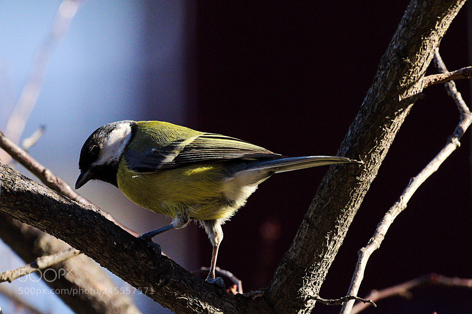 Pentax K-1 sample photo. I do not know photography