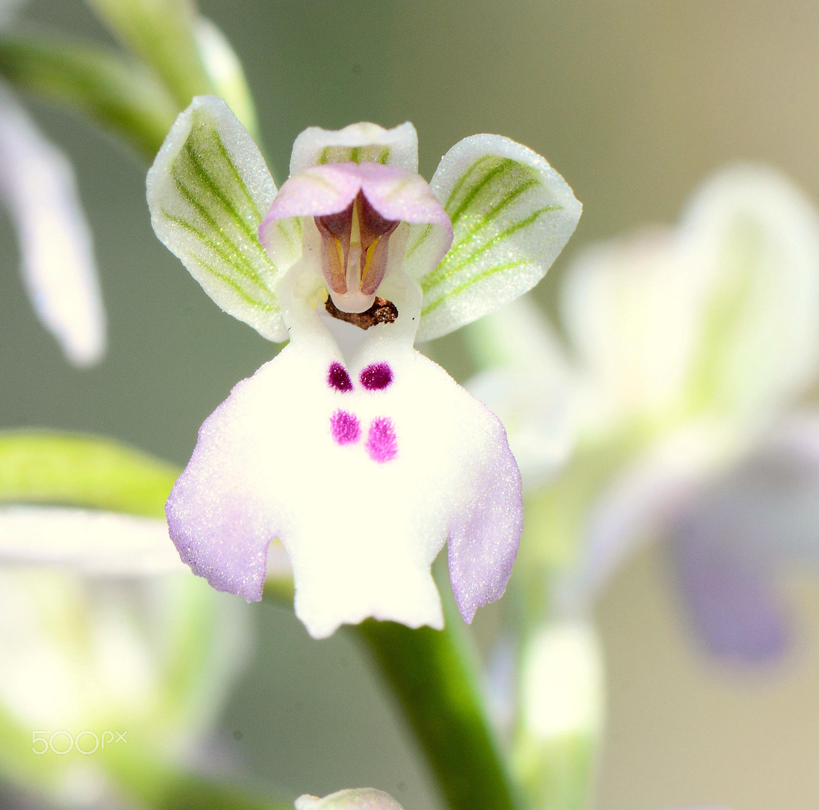 Nikon AF-S Micro-Nikkor 105mm F2.8G IF-ED VR sample photo