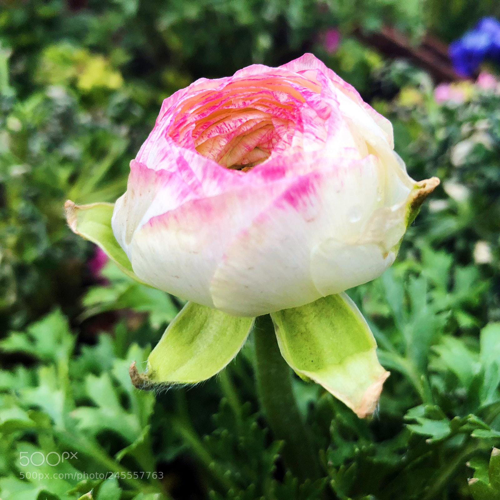 Apple iPhone X sample photo. Untitled photography