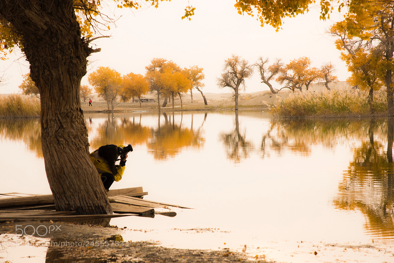 Nikon D810 sample photo. 胡楊秋色 photography