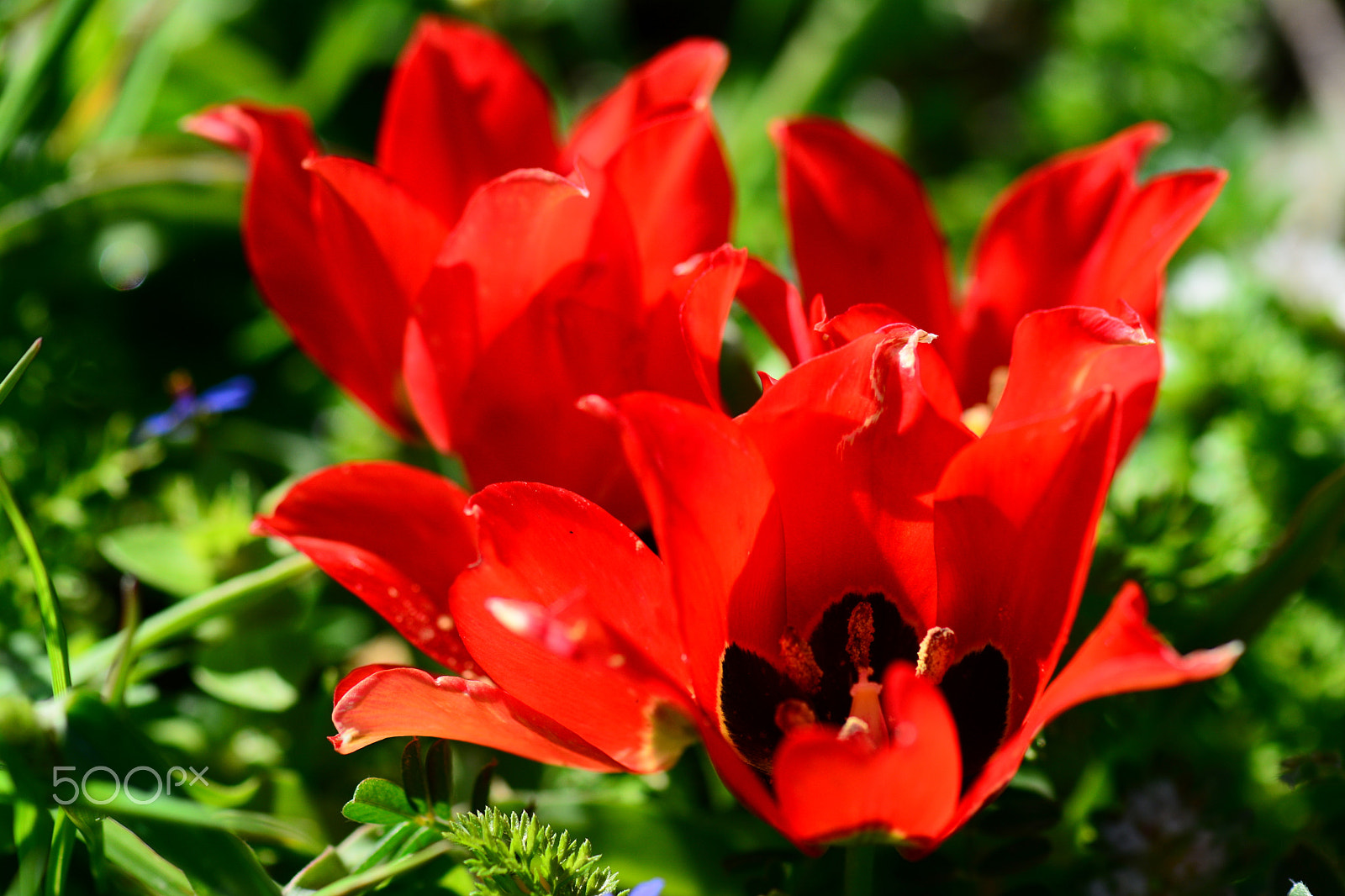 Nikon AF-S Micro-Nikkor 105mm F2.8G IF-ED VR sample photo