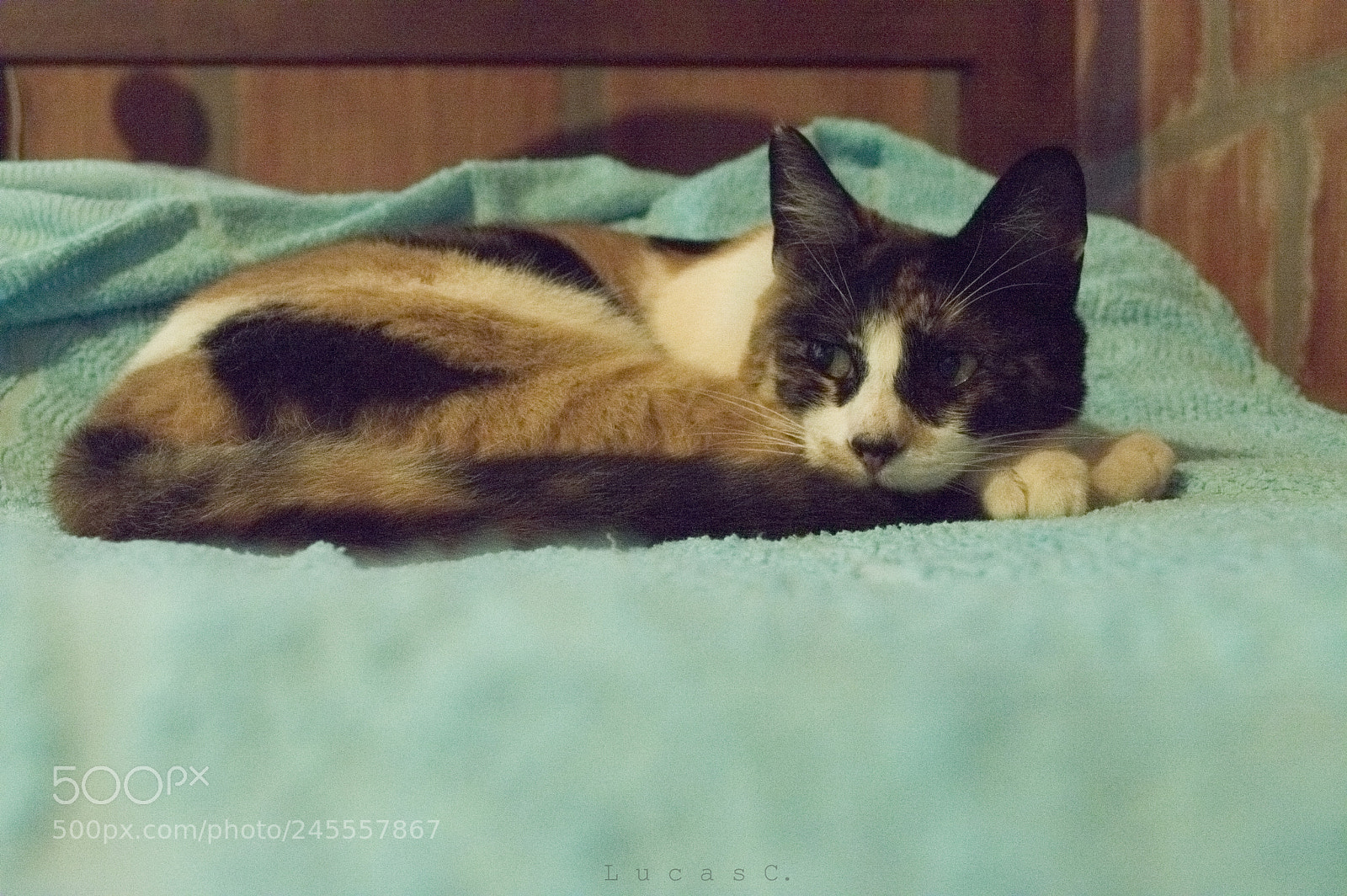 Nikon D3200 sample photo. Cat photography