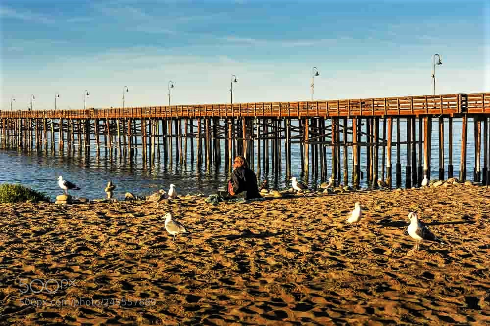 Nikon D810 sample photo. Seagull circle! photography