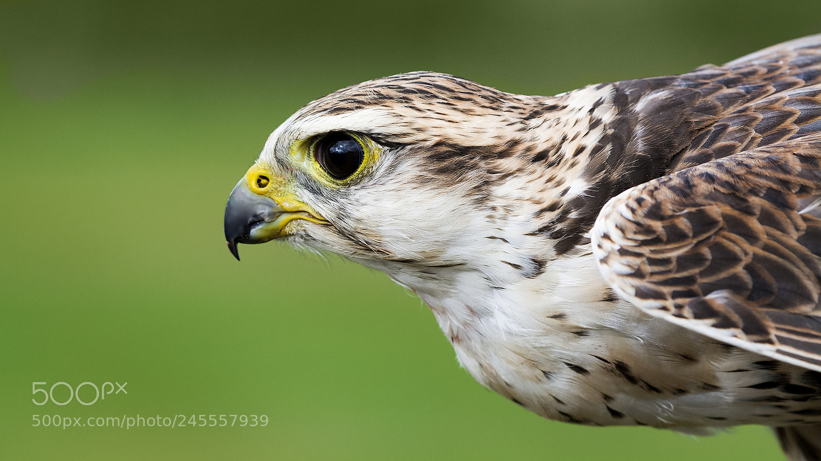 Nikon D7100 sample photo. Saker falcon portrait photography