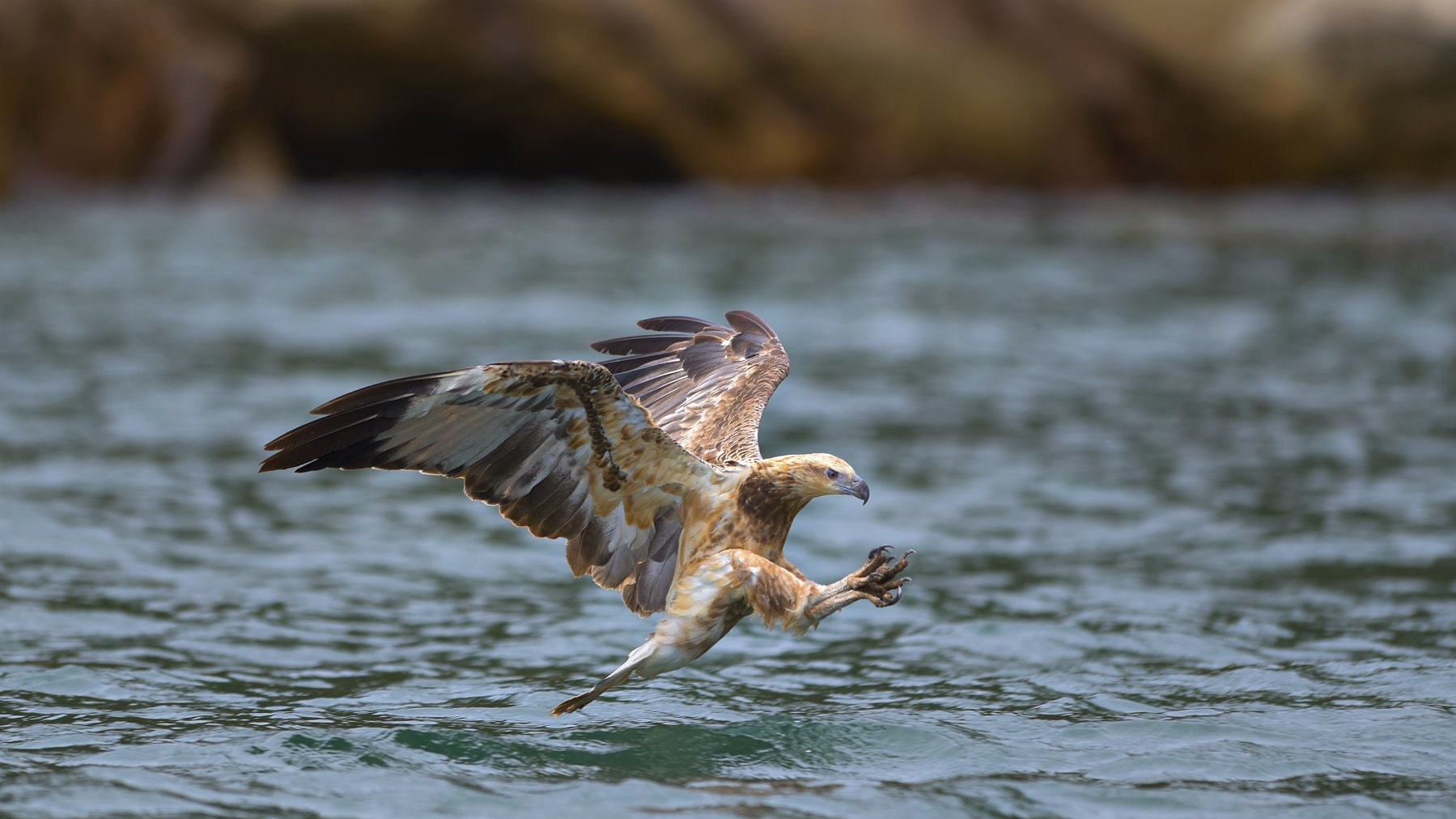 Nikon AF-S Nikkor 400mm F2.8D ED-IF II sample photo. Juvenile white-bellied sea-eagle photography