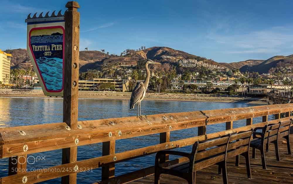 Nikon D810 sample photo. Perfect perch! photography