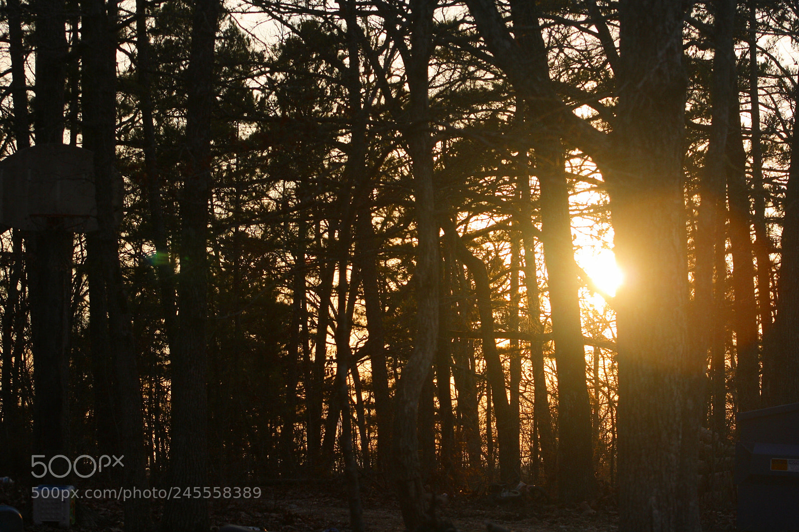 Canon EOS 1000D (EOS Digital Rebel XS / EOS Kiss F) sample photo. Sunset through the trees photography
