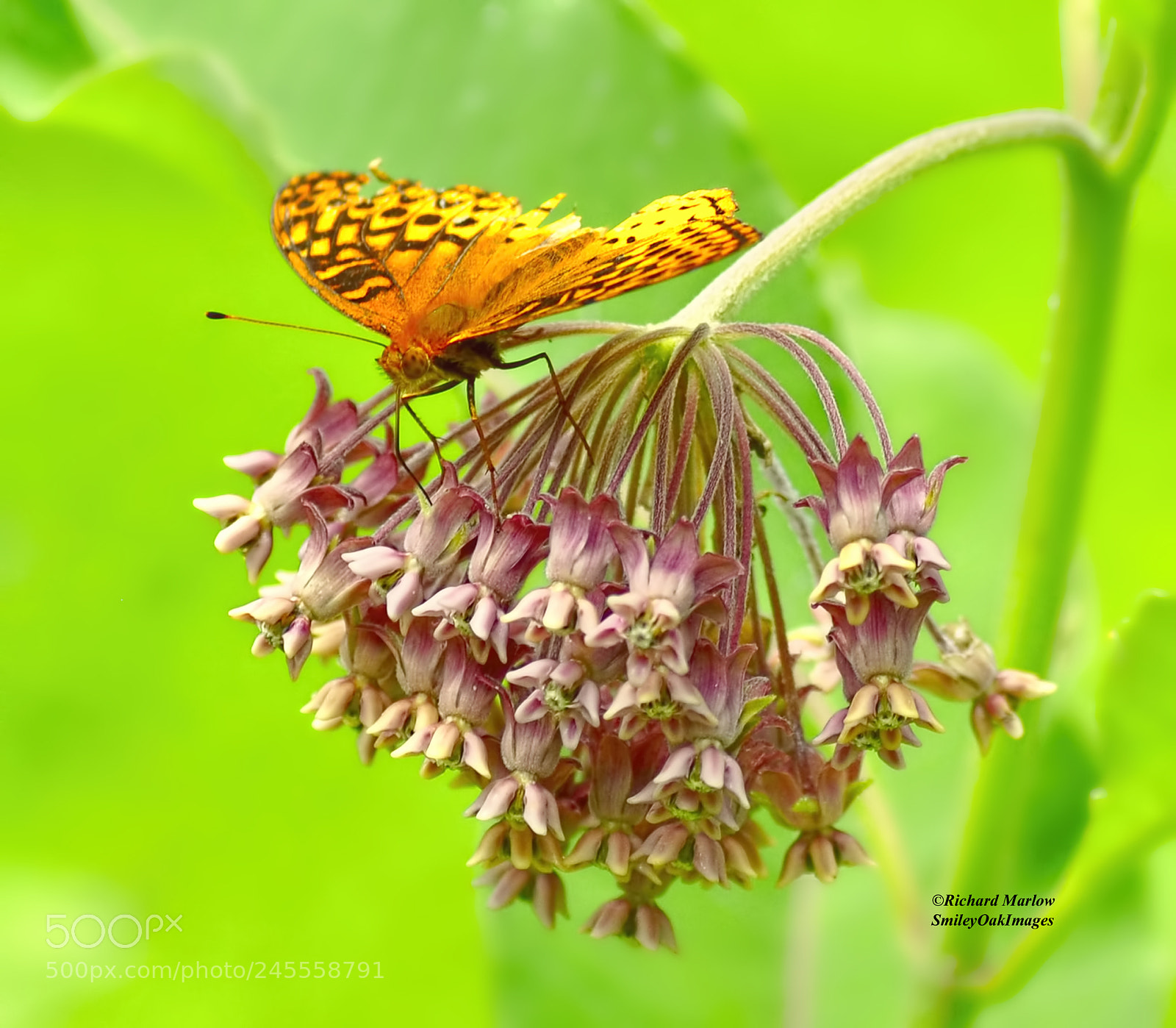 Nikon D5000 sample photo. Milk weed blooms photography