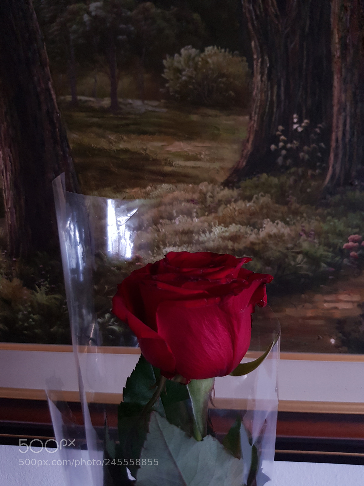 Samsung Galaxy S8+ sample photo. Rose photography