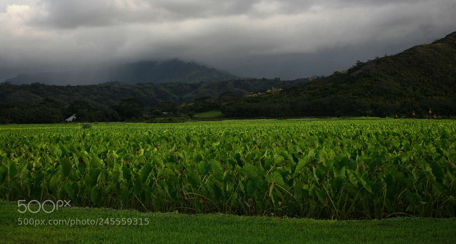 Canon EOS 400D (EOS Digital Rebel XTi / EOS Kiss Digital X) sample photo. Hanalei valley taro field photography