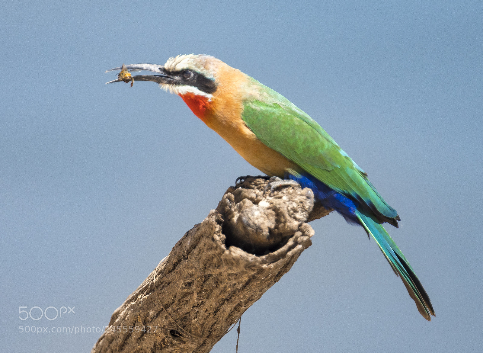 Nikon D500 sample photo. White fronted bee eater photography