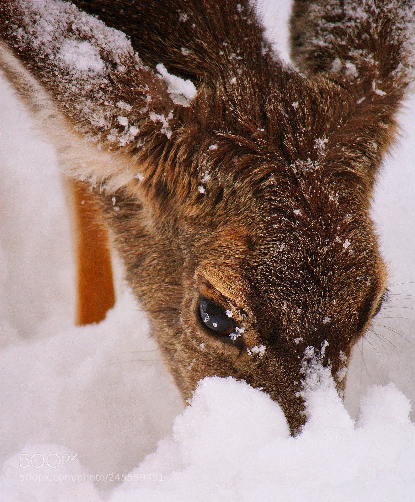 Canon EOS 450D (EOS Rebel XSi / EOS Kiss X2) sample photo. Deer in snow photography