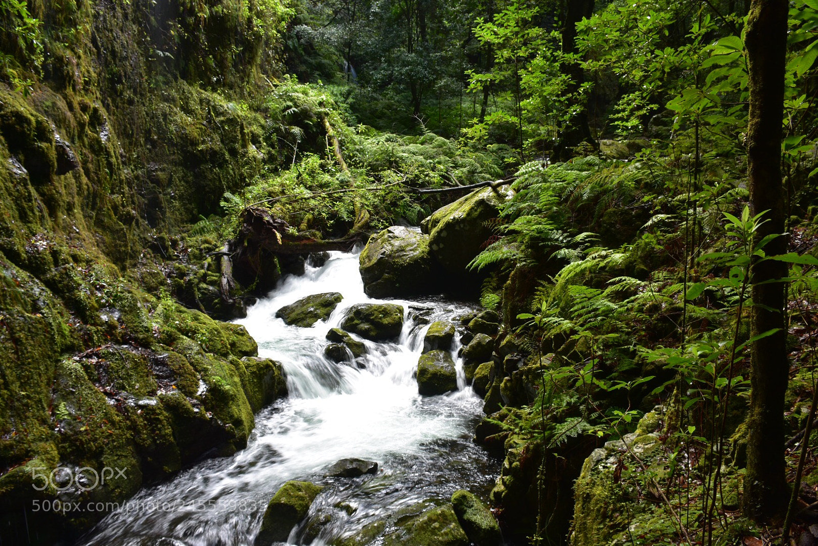 Nikon D7200 sample photo. Lavada walk madeira. photography