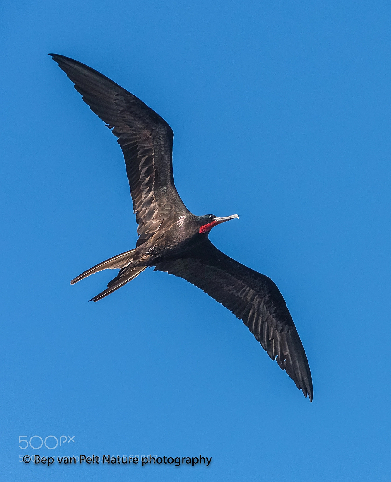 Nikon D500 sample photo. Adult male great frigatebird photography