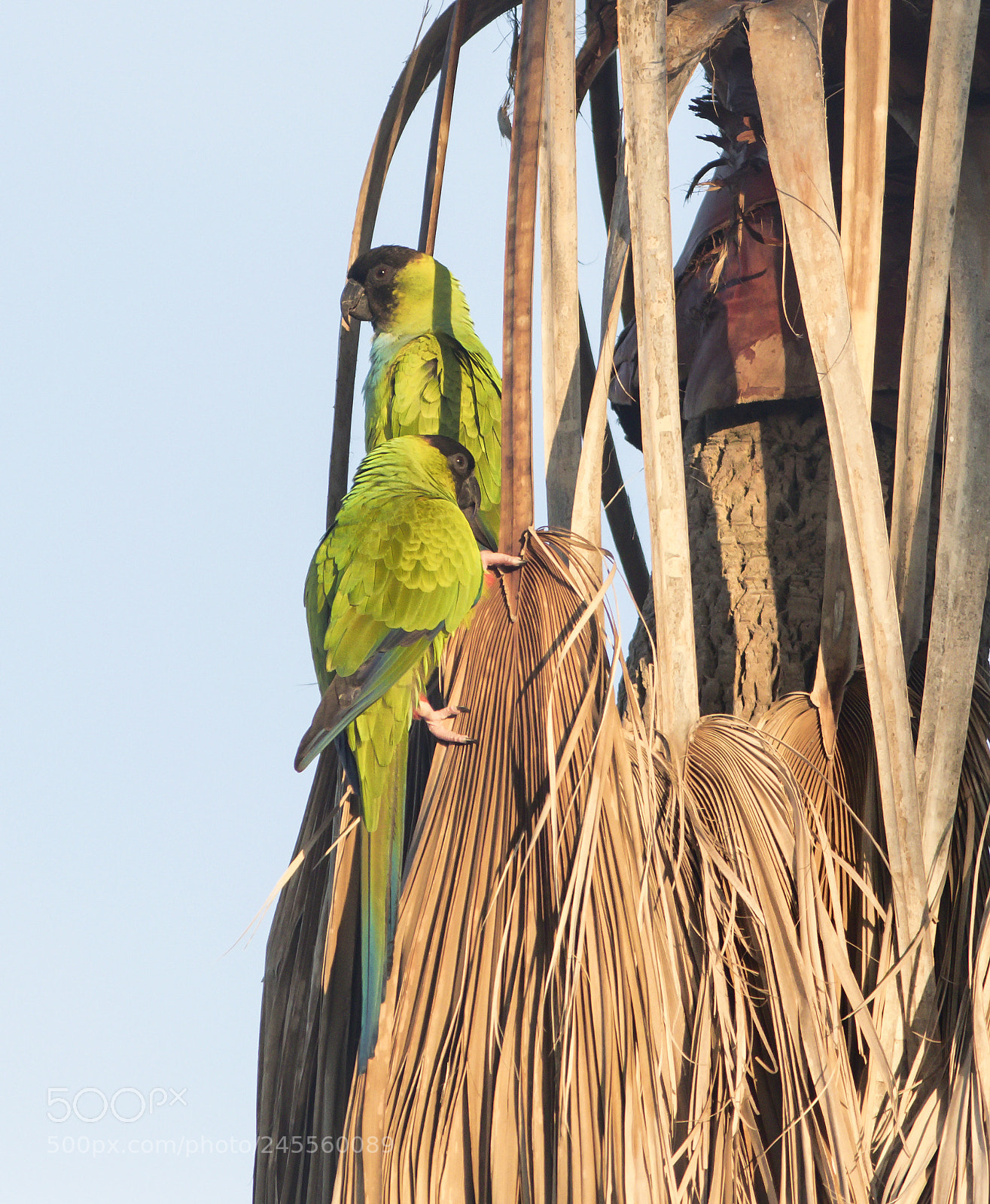Canon EOS 7D Mark II sample photo. Nanday parakeet photography