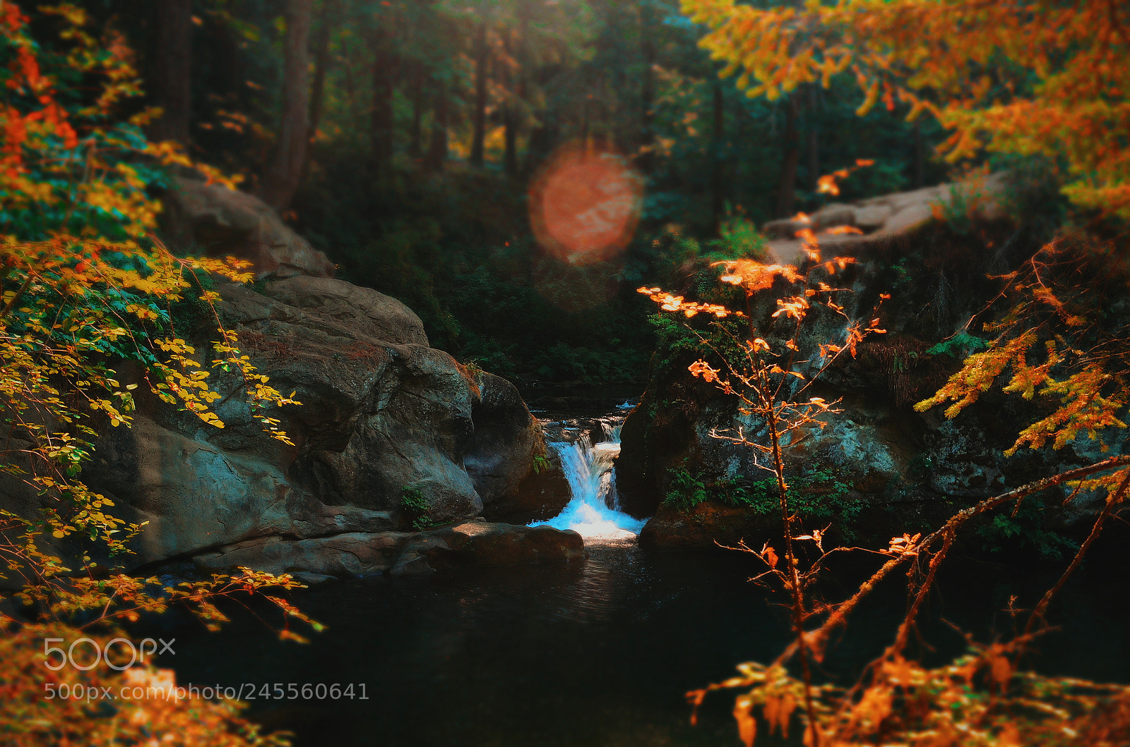 Nikon D5100 sample photo. Fall in bellingham photography