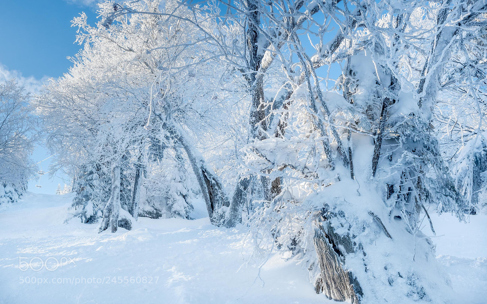Nikon D500 sample photo. Frost trees photography