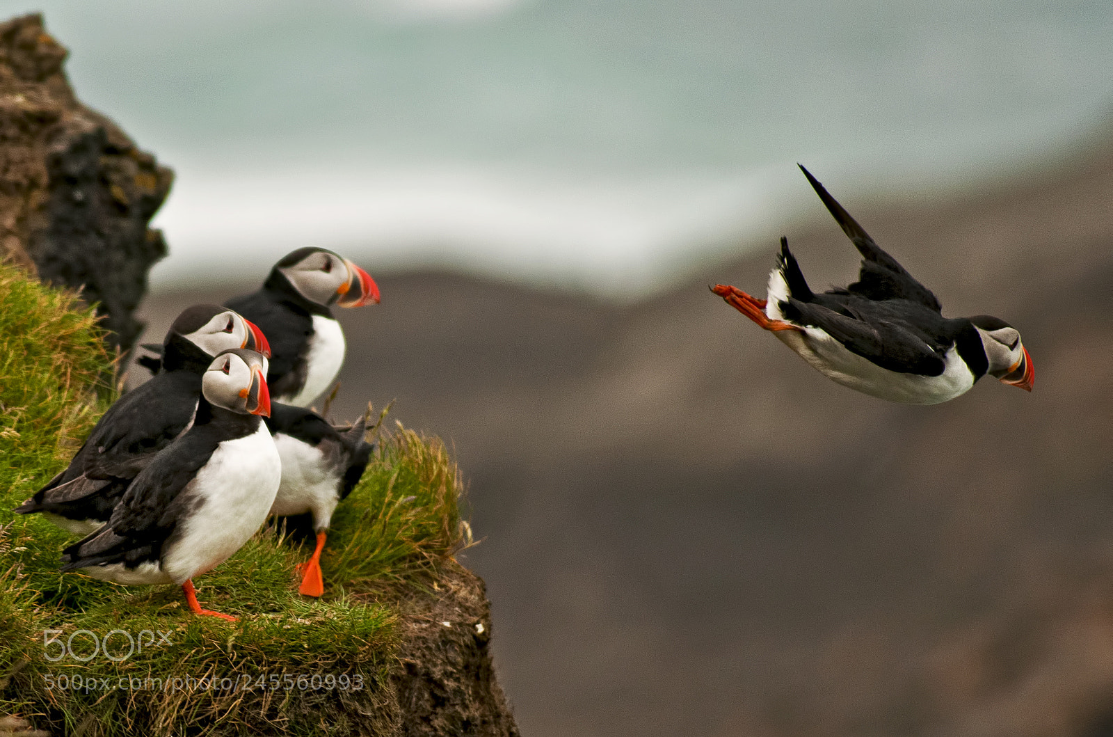 Nikon D5000 sample photo. Puffin photography