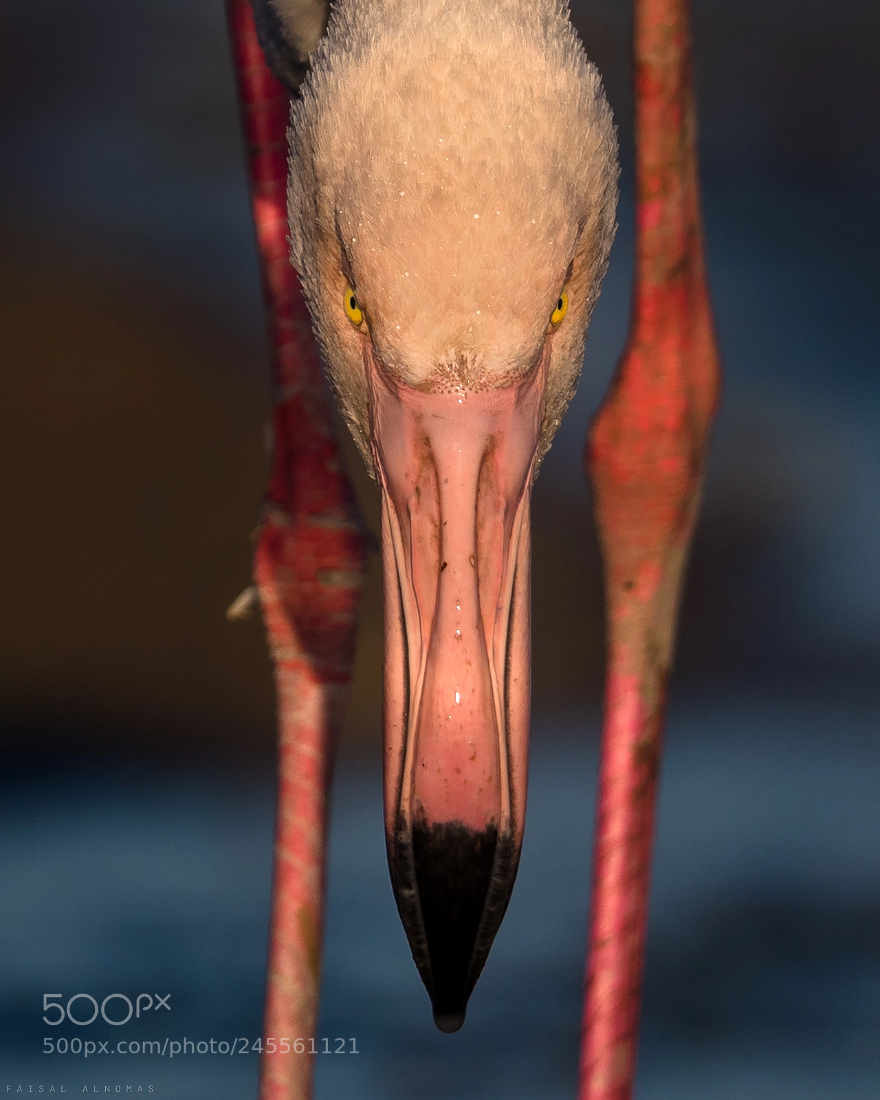 Canon EOS-1D X Mark II sample photo. Strong beak photography