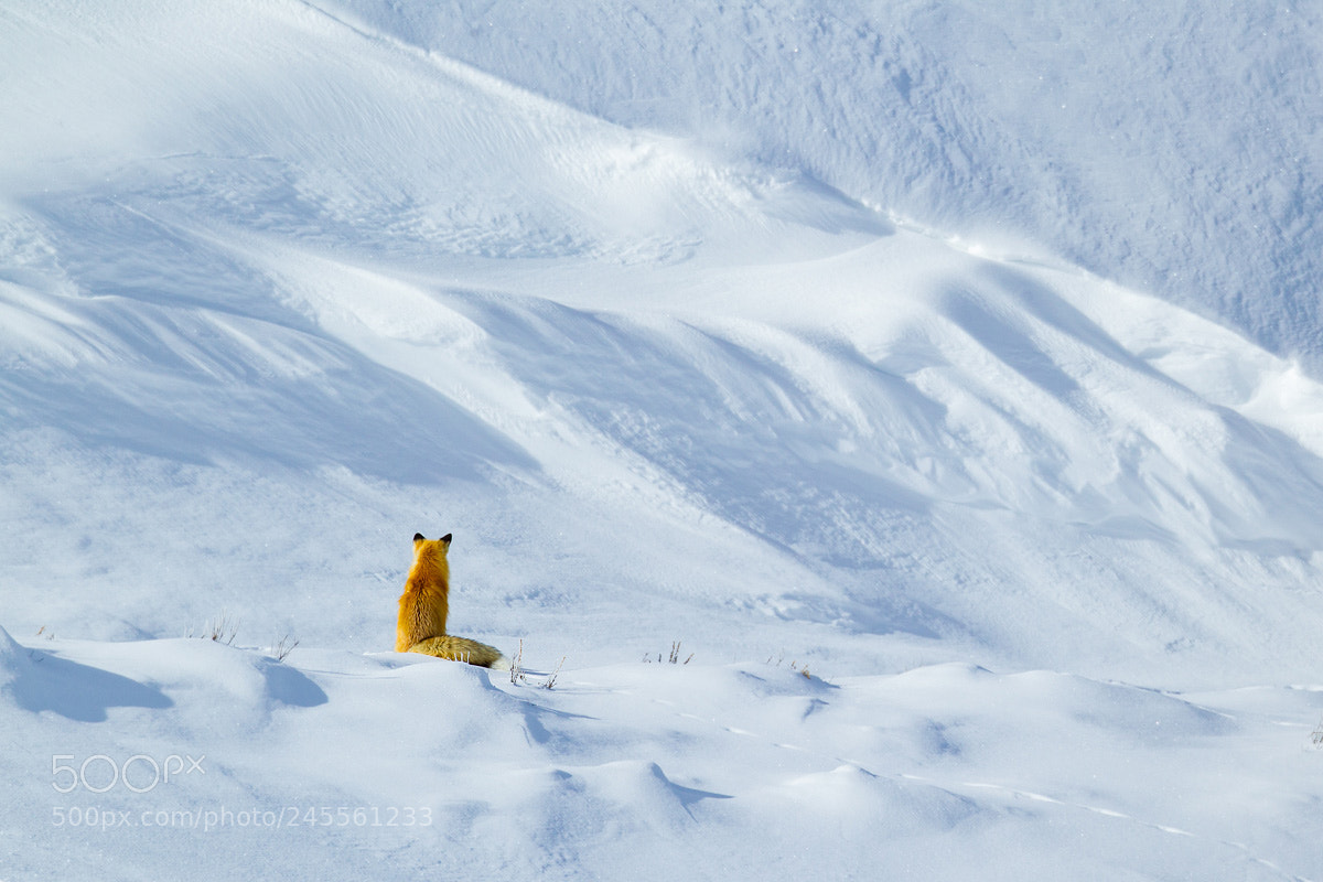 Canon EOS-1D Mark IV sample photo. Red fox in snowy photography