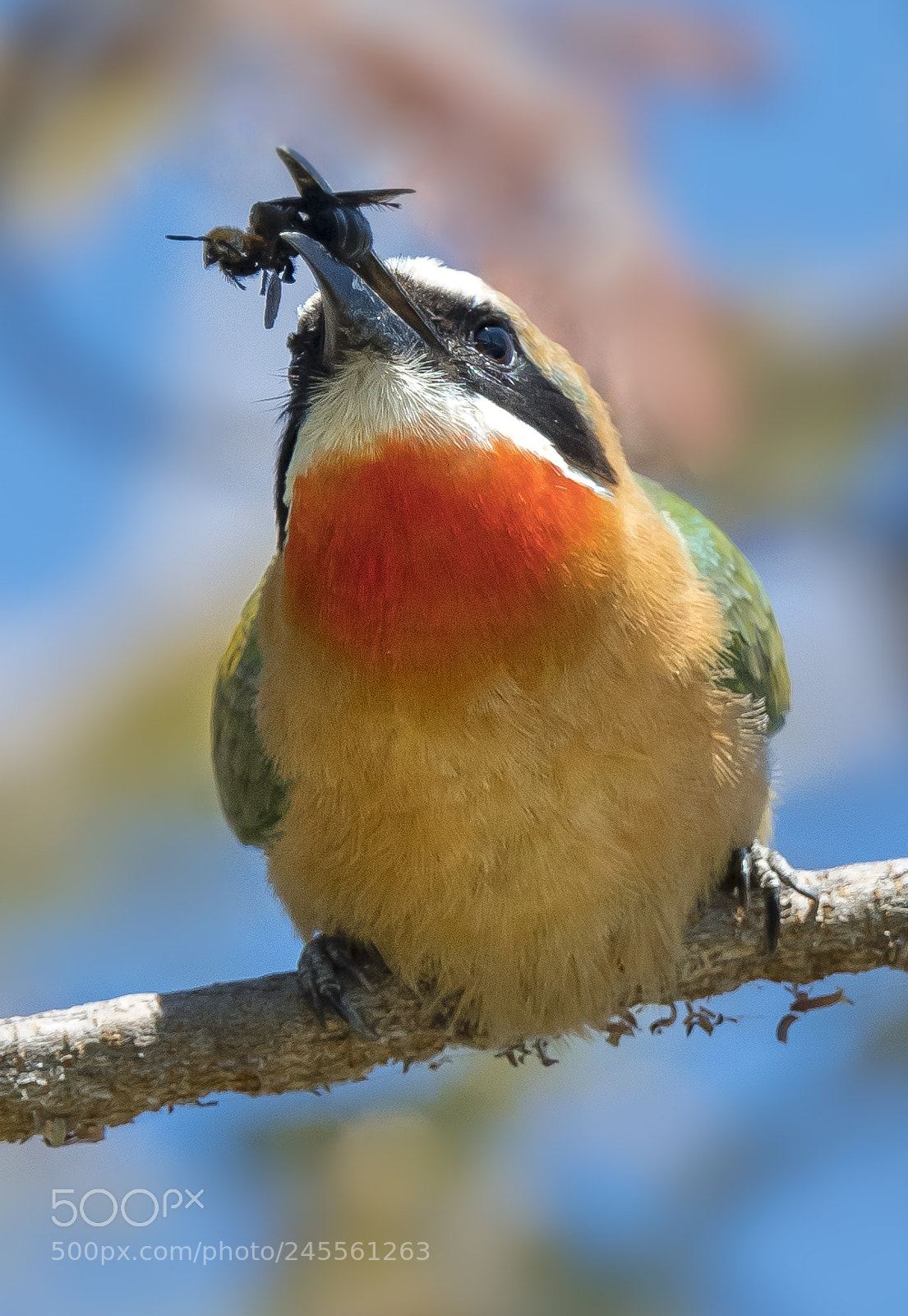 Nikon D500 sample photo. More bee eater action photography